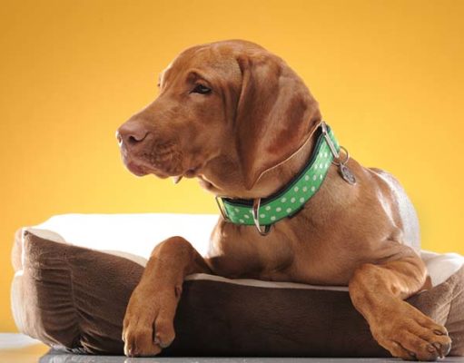 Top 5 Best Hemp Dog Collars