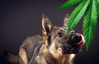 Top 5 Best Hemp Oil for Dogs Supplements Best Hemp Oil for Dogs