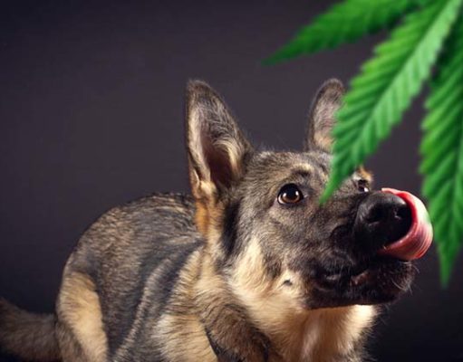 Top 5 Best Hemp Oil for Dogs Supplements Best Hemp Oil for Dogs