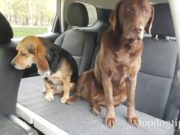 Review: CarDek PetDek Dog Car Seat Car-DEK PetDek