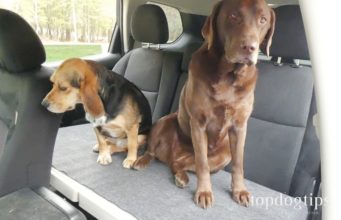 Review: CarDek PetDek Dog Car Seat Car-DEK PetDek