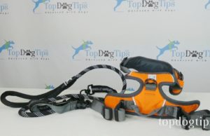 Giveaway: Dog Harness and Leash ($45+ Value) Dog Harness and Leash Giveaway