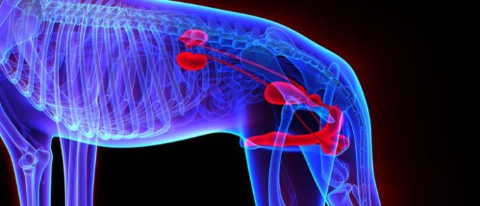 Prostate visual data 4