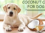 Coconut Oil for Dog Skin: Apply & Cure Skin Problems (Based on Studies) How to Use Coconut Oil for Dog Skin Problems (Based on Studies)