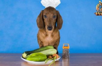 TOP #95: Is It Safe to Feed Dogs a Plant Based Diet? Is It Safe to Feed Dogs a Plant Based Diet