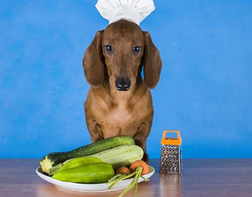 TOP #95: Is It Safe to Feed Dogs a Plant Based Diet? Is It Safe to Feed Dogs a Plant Based Diet