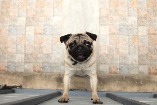 Dog asking for potty break outdoors