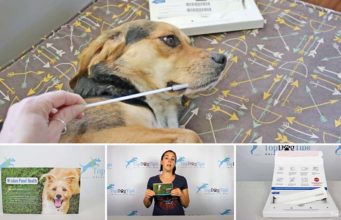 Top 5 Best Dog DNA Tests The Best Dog DNA Tests 2020