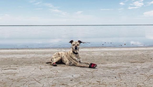 The Best Dog Shoes for Summer The Best Dog Shoes for Summer
