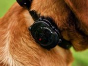 10 Best Vibrating Dog Collars The Best Vibrating Dog Collar Brands featured image