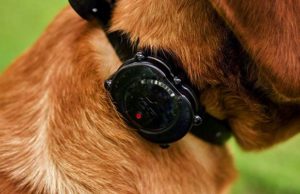 10 Best Vibrating Dog Collars The Best Vibrating Dog Collar Brands featured image