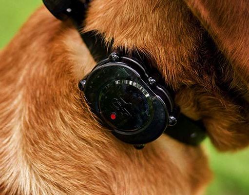 10 Best Vibrating Dog Collars The Best Vibrating Dog Collar Brands featured image