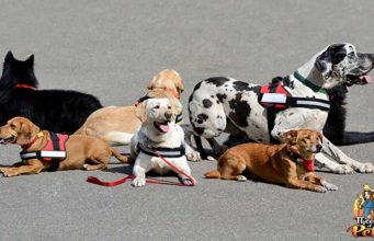 Podcast #100: Difference of Therapy Dogs vs Service Dogs Therapy Dogs vs Service Dogs - What's the Difference