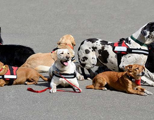 Podcast #100: Difference of Therapy Dogs vs Service Dogs Therapy Dogs vs Service Dogs - What's the Difference