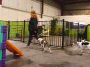 Top 3 Health Risks Your Dog Could Be Exposed to While Boarding Top 3 Health Risks Your Dog Could Be Exposed to While Boarding