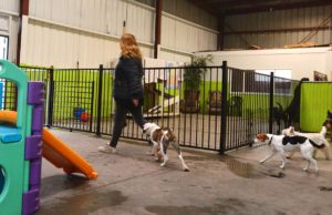 Top 3 Health Risks Your Dog Could Be Exposed to While Boarding Top 3 Health Risks Your Dog Could Be Exposed to While Boarding