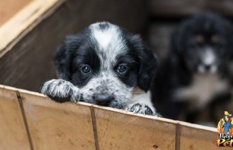 TOP #96: What Are the Responsibilities of Dog Foster Parents? What Are the Responsibilities of Dog Foster Parents