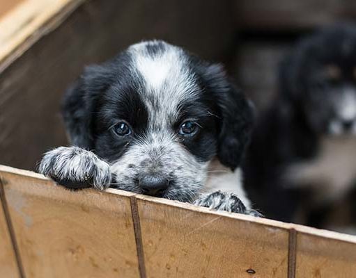 TOP #96: What Are the Responsibilities of Dog Foster Parents? What Are the Responsibilities of Dog Foster Parents