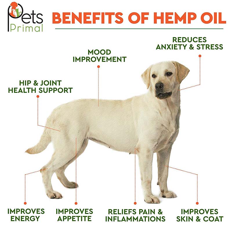 Top 5 Best Hemp Oil for Dogs Supplements – Top Dog Tips