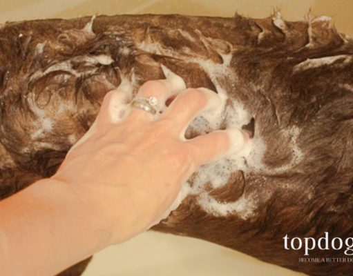 How Often Should You Wash Your Dog how often should you wash your dog