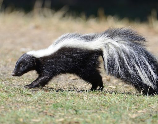 How to Get Rid of Skunk Smell on Dogs how to get rid of skunk smell on dog