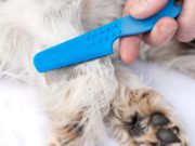 How to Kill Fleas on Dogs how to kill fleas on dogs