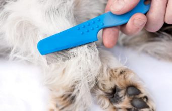 How to Kill Fleas on Dogs how to kill fleas on dogs
