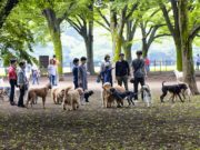 4 Reasons Why and When Dog Parks Can Be Dangerous 4 Reasons Why and When Dog Parks Can Be Dangerous