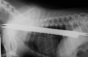 5 Dog Esophagus Problems and What You Should Know 5 Dog Esophagus Problems and What You Should Know