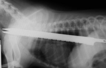 5 Dog Esophagus Problems and What You Should Know 5 Dog Esophagus Problems and What You Should Know