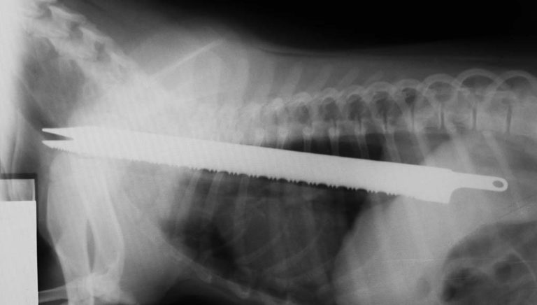 5 Dog Esophagus Problems and What You Should Know About Them