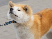 6 Ways to Prevent Dog Collar Accidents 6 Ways to Prevent Dog Collar Accidents