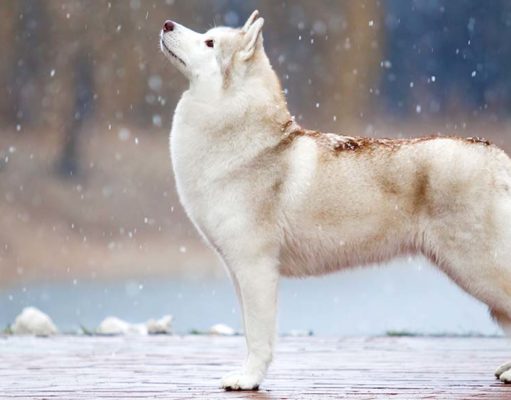 9 Ways to Improve Your Dog’s Skin and Coat Health 9 Ways to Improve Your Dog’s Skin and Coat Health