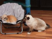 Dog Scared of Cat? Here’s What You Can Do Dog Scared of Cat - 4 Things You Can Do