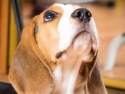 Dog Whining: 7 Reasons Your Dog is Crying Dog Whining - 7 Reasons Your Dog is Crying That You Haven't Thought Of