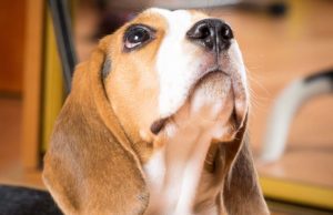 Dog Whining: 7 Reasons Your Dog is Crying Dog Whining - 7 Reasons Your Dog is Crying That You Haven't Thought Of