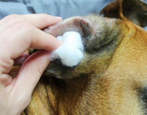 How to Make Home Remedies for Dog Ear Infection how to treat a dog ear infection