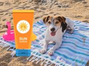 Is Sunscreen for Dogs Safe to Use? Is Sunscreen for Dogs Safe to Use