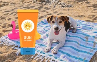 Is Sunscreen for Dogs Safe to Use? Is Sunscreen for Dogs Safe to Use