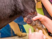 The Complete Guide on Osteosarcoma in Dogs The Complete Guide on Osteosarcoma in Dogs