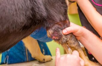 The Complete Guide on Osteosarcoma in Dogs The Complete Guide on Osteosarcoma in Dogs
