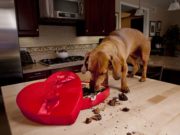 What to Do If Your Dog Eats Chocolate What to Do If Your Dog Eats Chocolate