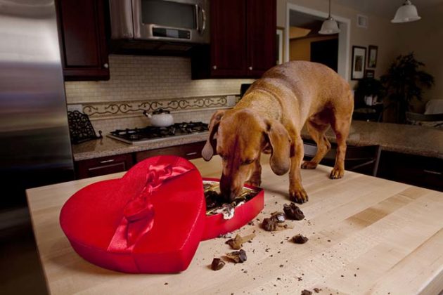 Image showcasing 6 Best & Safe Chocolate Alternatives for Dogs – Top Dog Tips