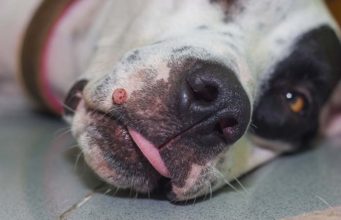 10 Ways to Deal with Dog Mouth Warts 10 Ways to Deal with Dog Mouth Warts