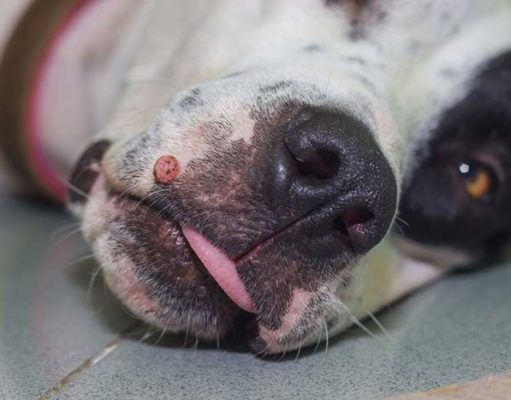 10 Ways to Deal with Dog Mouth Warts 10 Ways to Deal with Dog Mouth Warts