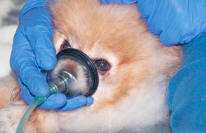 Dog Breathing Problems: 3 Types and Treatments 3 Types of Dog Breathing Problems and What to Do featured image