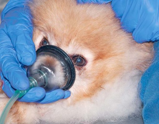 Dog Breathing Problems: 3 Types and Treatments 3 Types of Dog Breathing Problems and What to Do featured image