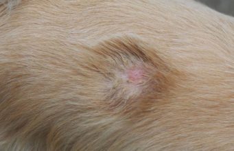 3 Ways to Prevent and Treat Staph Infection in Dogs 3 Ways to Prevent and Treat Staph Infection in Dogs