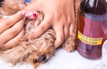 70 Best Home Remedies for Dogs 70 Best Home Remedies for Dogs featured image