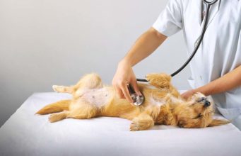 8 Ways to Lower the Risk of Heart Disease in Dogs 8 Ways to Lower the Risk of Heart Disease in Dogs